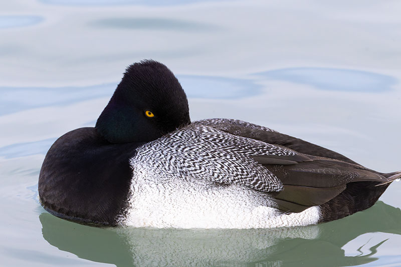 Lesser Scaup Aythya affinis