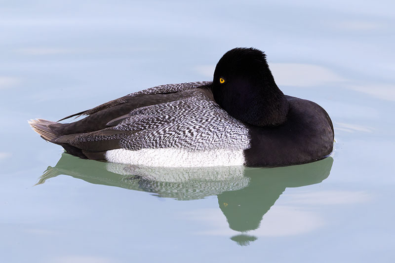 Lesser Scaup Aythya affinis