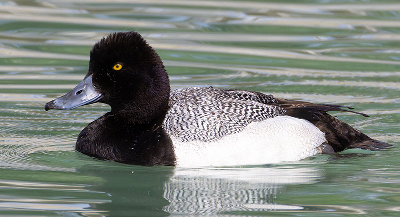 Lesser Scaup Aythya affinis