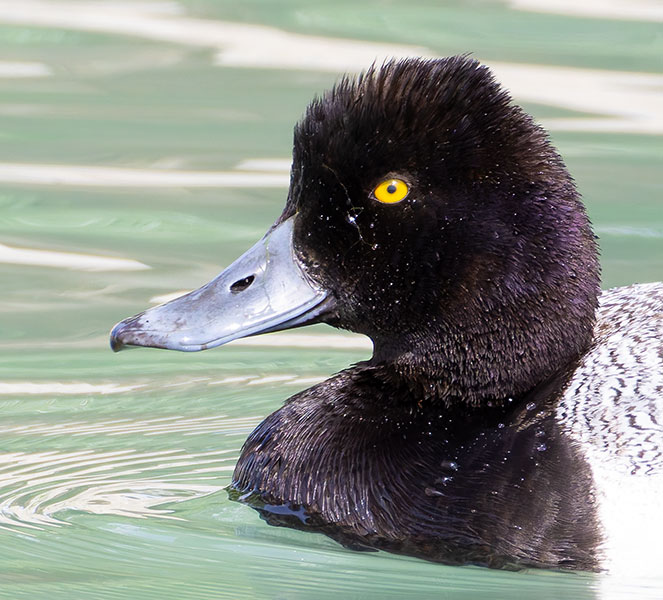 Lesser Scaup Aythya affinis
