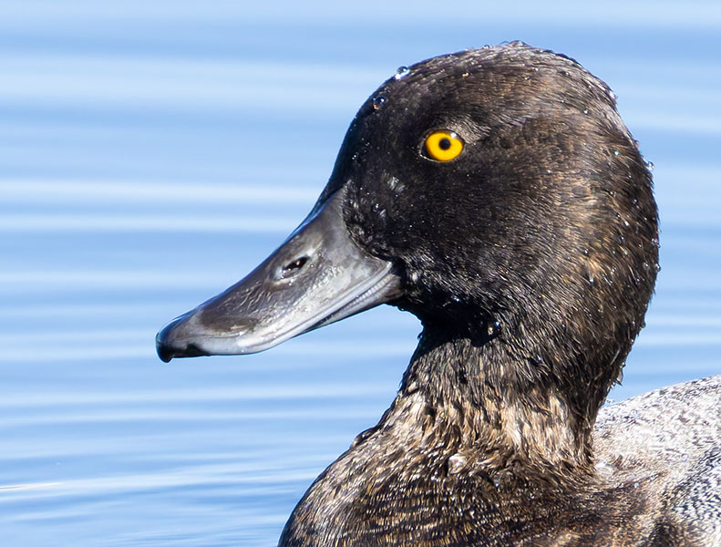 Lesser Scaup Aythya affinis