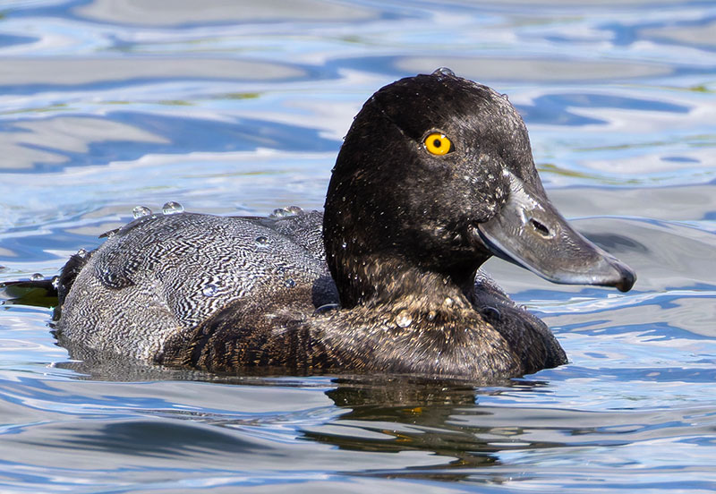 Lesser Scaup Aythya affinis