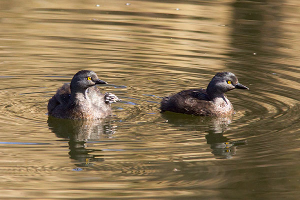 Least Grebes Tachybaptus dominicus  