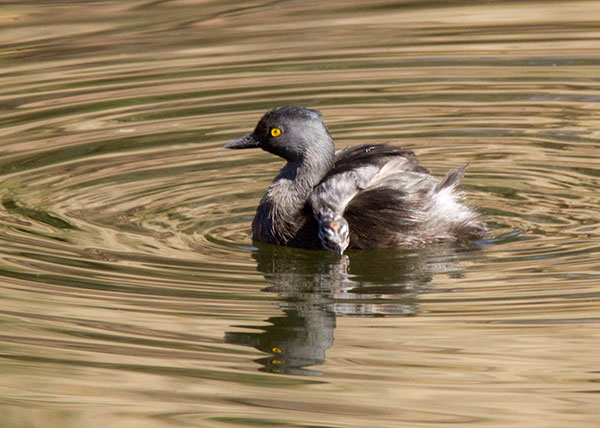 Least Grebes Tachybaptus dominicus  
