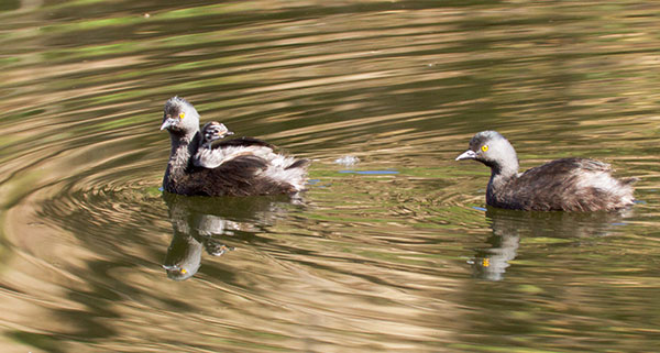 Least Grebes Tachybaptus dominicus  