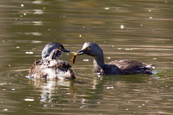 Least Grebes Tachybaptus dominicus  