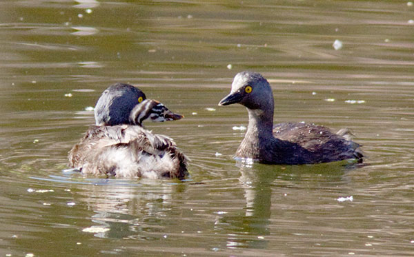 Least Grebes Tachybaptus dominicus  