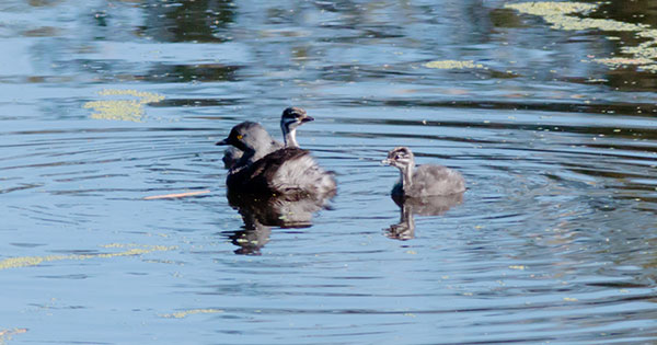 Least Grebes Tachybaptus dominicus  