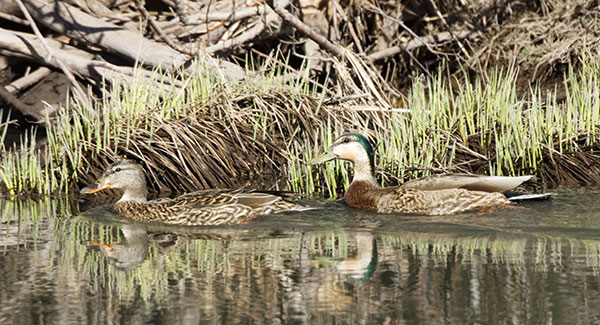 Mallard Anas platyrhynchos Duck