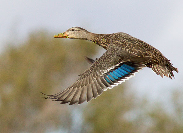 Mallard Anas platyrhynchos Duck
