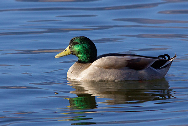 Mallard Anas platyrhynchos Duck