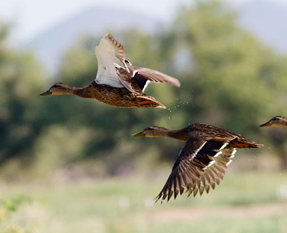Mallard Anas platyrhynchos Duck