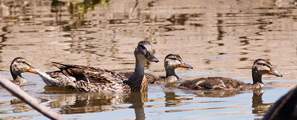Mallard Anas platyrhynchos Duck