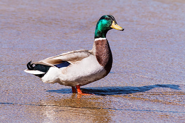 Mallard Anas platyrhynchos Duck