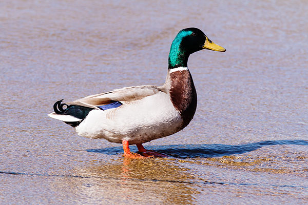 Mallard Anas platyrhynchos Duck