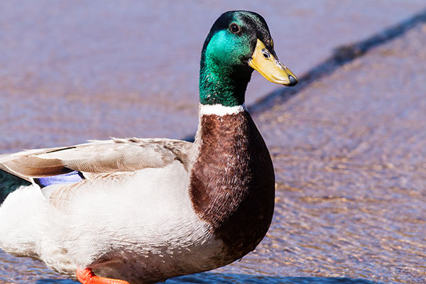 Mallard Anas platyrhynchos Duck