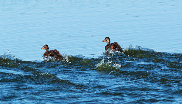 Mallard Anas platyrhynchos Duck