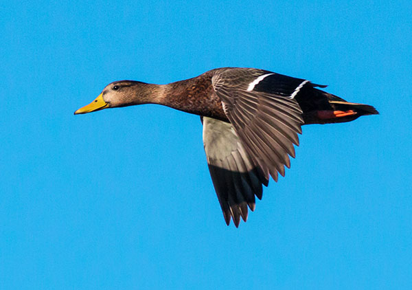 Mallard Anas platyrhynchos Duck
