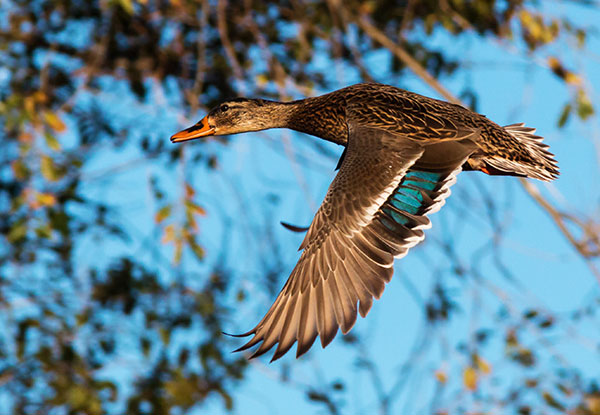 Mallard Anas platyrhynchos Duck