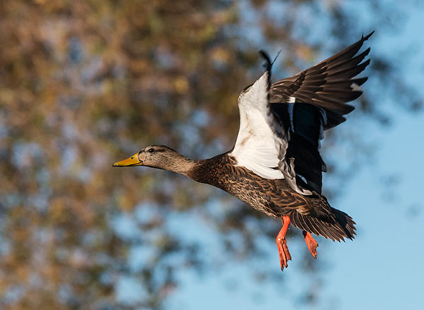 Mallard Anas platyrhynchos Duck