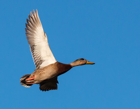Mallard Anas platyrhynchos Duck