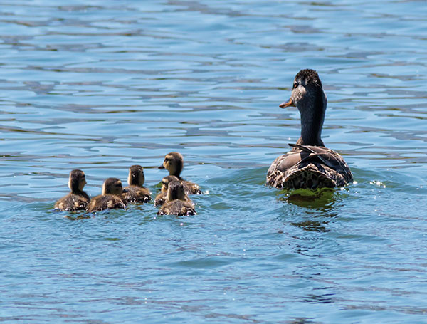 Mallard Anas platyrhynchos Duck