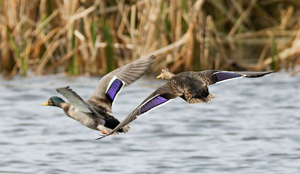 Mallard Anas platyrhynchos Duck