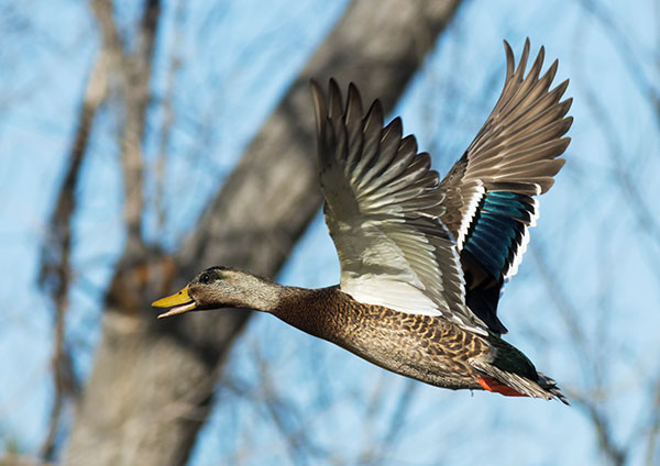 Mallard Anas platyrhynchos Duck