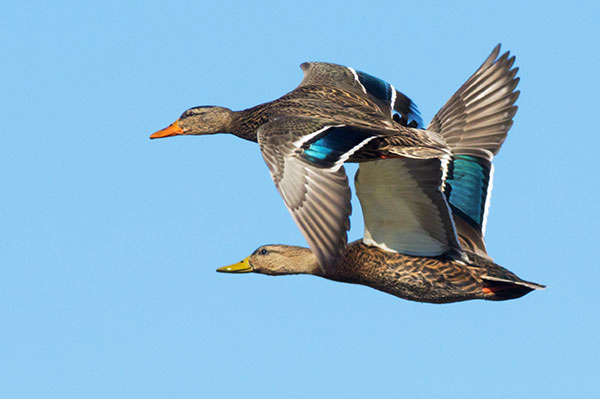 Mallard Anas platyrhynchos Duck