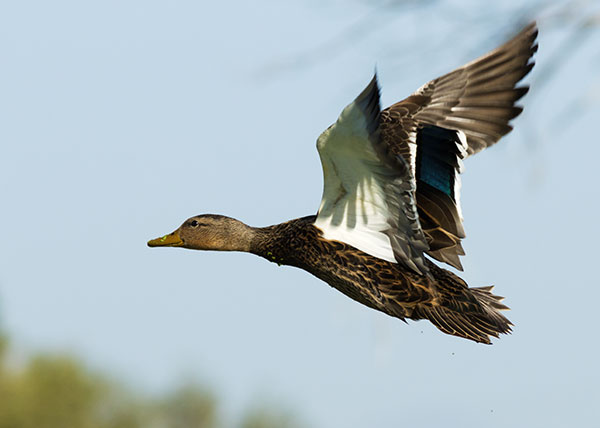 Mallard Anas platyrhynchos Duck