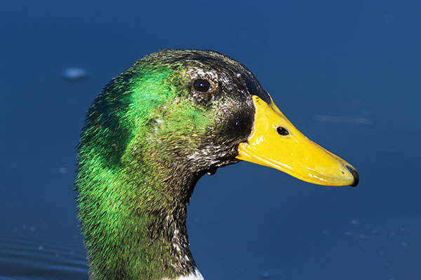 Mallard Anas platyrhynchos Duck