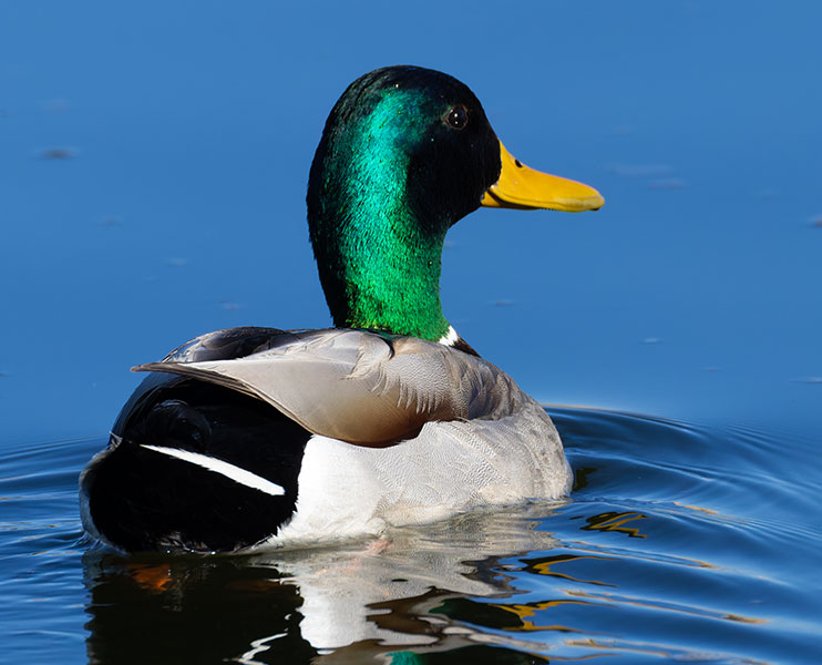 Mallard Anas platyrhynchos Duck