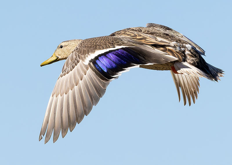 Mallard Anas platyrhynchos Duck
