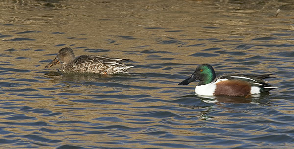 Northern Shoveler Anas clypeata 