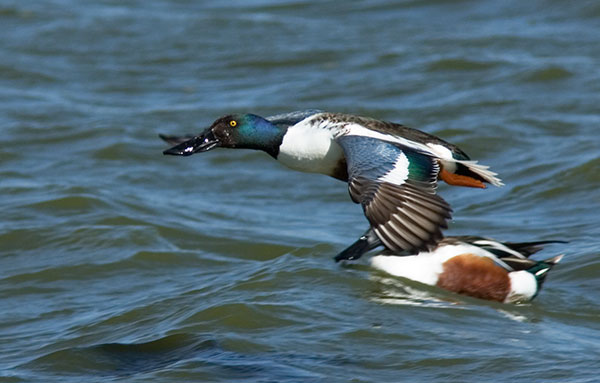 Northern Shoveler Anas clypeata in flight flying
