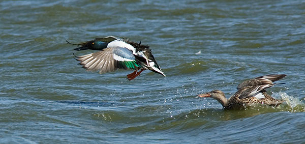 Northern Shoveler Anas clypeata in flight flying