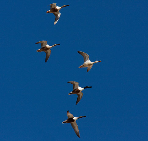 Northern Shoveler Anas clypeata in flight flying