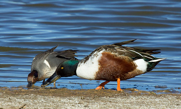 Northern Shoveler Anas clypeata