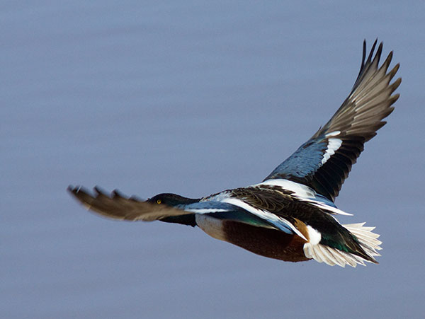 Northern Shoveler Anas clypeata