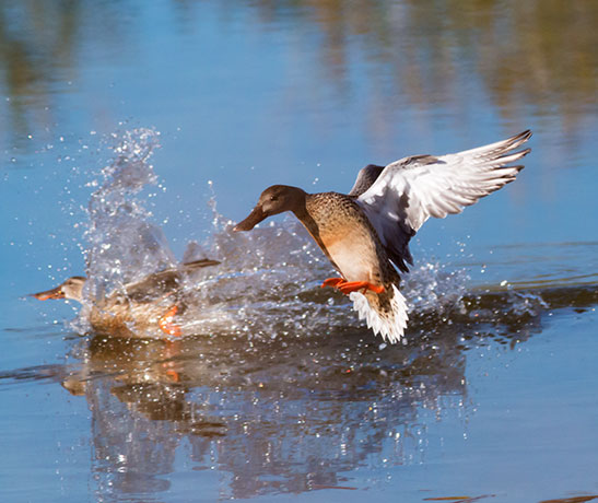 Northern Shoveler Anas clypeata