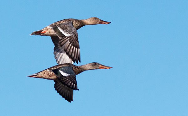 Northern Shoveler Anas clypeata