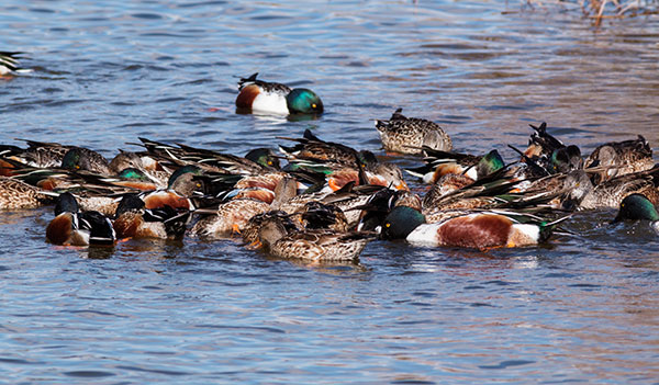 Northern Shoveler Anas clypeata