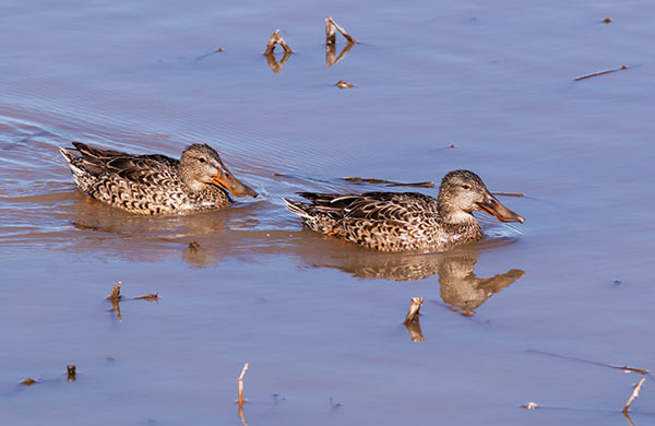 Northern Shoveler Anas clypeata