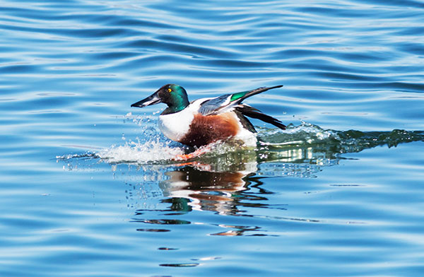 Northern Shoveler Anas clypeata