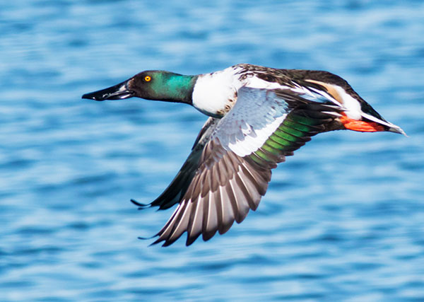 Northern Shoveler Anas clypeata
