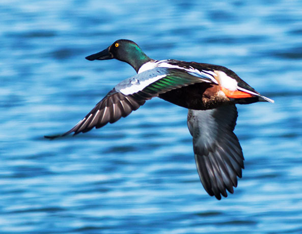Northern Shoveler Anas clypeata