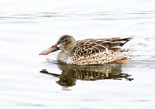Northern Shoveler Anas clypeata