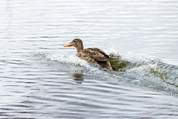 Northern Shoveler Anas clypeata