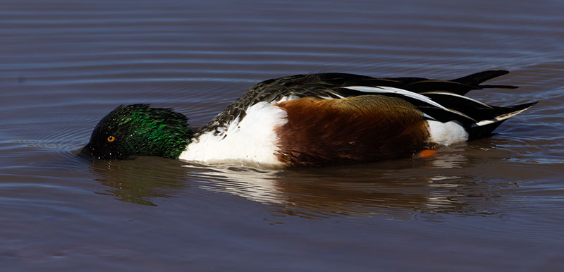 Northern Shoveler Anas clypeata