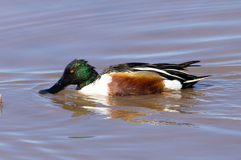 Northern Shoveler Anas clypeata